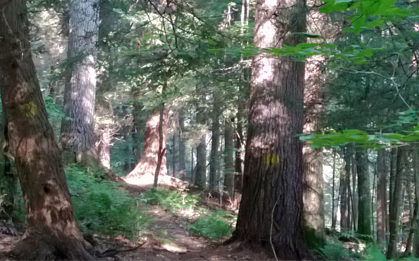 Old growth forests: How much is enough?
